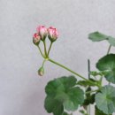 라온제라