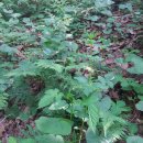 산소농장 이미지