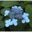 석바대영양탕 이미지