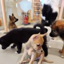 다시사랑받개 | 망우동 강아지카페 다시사랑받개 주말방문후기