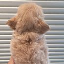 은하수펫샵 이미지