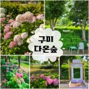 (주)본다온테크 | [구미 다온숲 수국] 6월 실시간 개화 현황, 작년과 달라진 점 (6/18 기준)