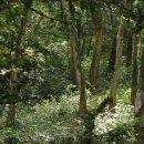 세화 정원 이미지