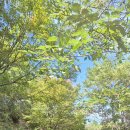 9.19.강촌 새덕한 한치고개, 두리봉고개 임도라이딩, 따르릉 번짱님 나머지 시진 이미지