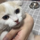 강남고양이분양 러브앤캣 | ★ 강남구고양이분양 러브앤캣 100% 실제 입양후기글 입니다★ (광고X)