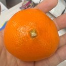 엑스포로(유성-64) | 이 시시함을 지키기 위해 하루하루 얼마나 악을 쓰고 버텨야 하는지