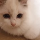 엘름트리 캐터리 이미지