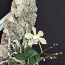 Phalaenopsis aff. wilsonii white with light blue lip 이미지
