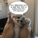 해피벌스앤 이미지