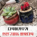 육다육 | 인천 구월동 다육이 별빛다육, 별빛다육이 구매후기