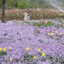 봄꽃힐링투어 이미지