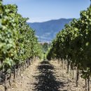 벨라비스타 이미지