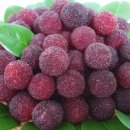 전라남도 농업기술원 과수연구소 이미지