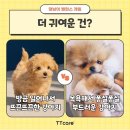 집사들 어서와🐶강아지 밸런스 게임 이미지