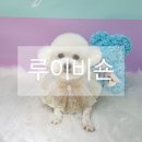 루이동물미용 | 인천 송도 애견미용 강아지 미용실 루이비숀