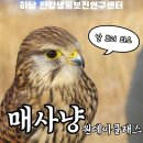 칠보 생태환경체험교육관 교육실 | 한강생물보전연구센터 매사냥 원데이클래스 시즌 3 매 산책 천연기념물 맹금류와 함께! 찐 감동 후기