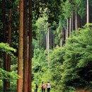 편백숲,쉼 이미지