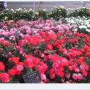 장미공원C 이미지