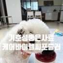 기호성 좋은 사료 케어바이 헬씨포뮬러로 알러지도 관리해보자 feat 퐁이먹방후기