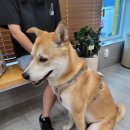 이호동물병원 이미지