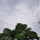 신당리 보호수