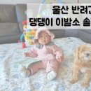 댕댕이 이발소 이미지