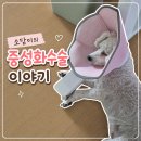 원대병원 앞(북일초등학교 방향) | 강아지 중성화 비용 얼마일까?｜병원 선택부터 수술 후기 · 회복 관리까지