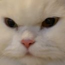 노형동물병원 | 김사랑 너로 정했다
