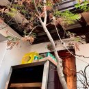 근대화슈퍼 | [목포]☕️ 목포 빙수 맛집으로 유명한 유달동의 로망스 다녀옴 | 구 목포 시민의 솔직후기 (무화과빙수)