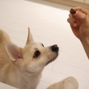 덴탈왕 | [제품리뷰]강아지 입냄새 탈출기🐶 몽자&amp;달곰이의 제리스타일스 덴탈파우치 체험후기,가격,정보
