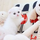 해피캣타운 고양이강아지 서울충무로점 | 스코티쉬폴드분양,가격 좋은 곳