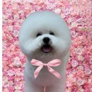 루시드펫 이미지