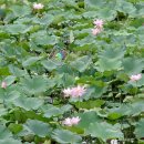 주남목장 이미지