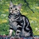 데본냥이 이미지