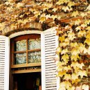 숲속의 섬 이미지