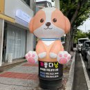 개좋다냥 이미지