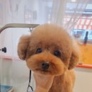 이쁘개왈왈 이미지