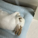 김종민피부과의원 | 사마귀 통째로 도려낸 썰 푼다ㅜ : 족저 사마귀 재발 후기