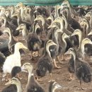 행복한오리농장 이미지