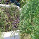 솔향기마을 이미지