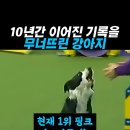 나 이길 댕댕이 나오 보개﻿ 이미지
