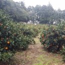 강창민농장 이미지