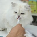 메디펫우리동물병원 이미지