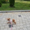 슈나우펫 이미지