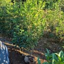 블루베리, 계화나무, 금목서 이미지