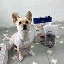 취적농장 | 강아지사료 키츠 라이블리 프레쉬 치킨 보울