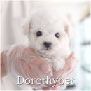 웃는강아지 | 의성강아지무료분양 웃는 날이 정말 많아졌고요