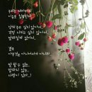 비도 Daum카페