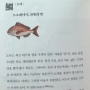 사카나 이미지