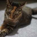 우다닥 고양이 호텔 이미지